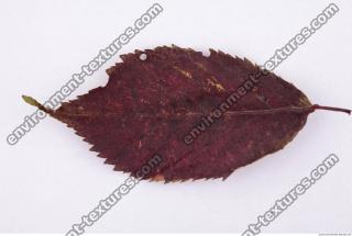 Leaves Dead 0056